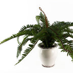 Arching Fern in Ceramic Planter - 40 cm - view 4