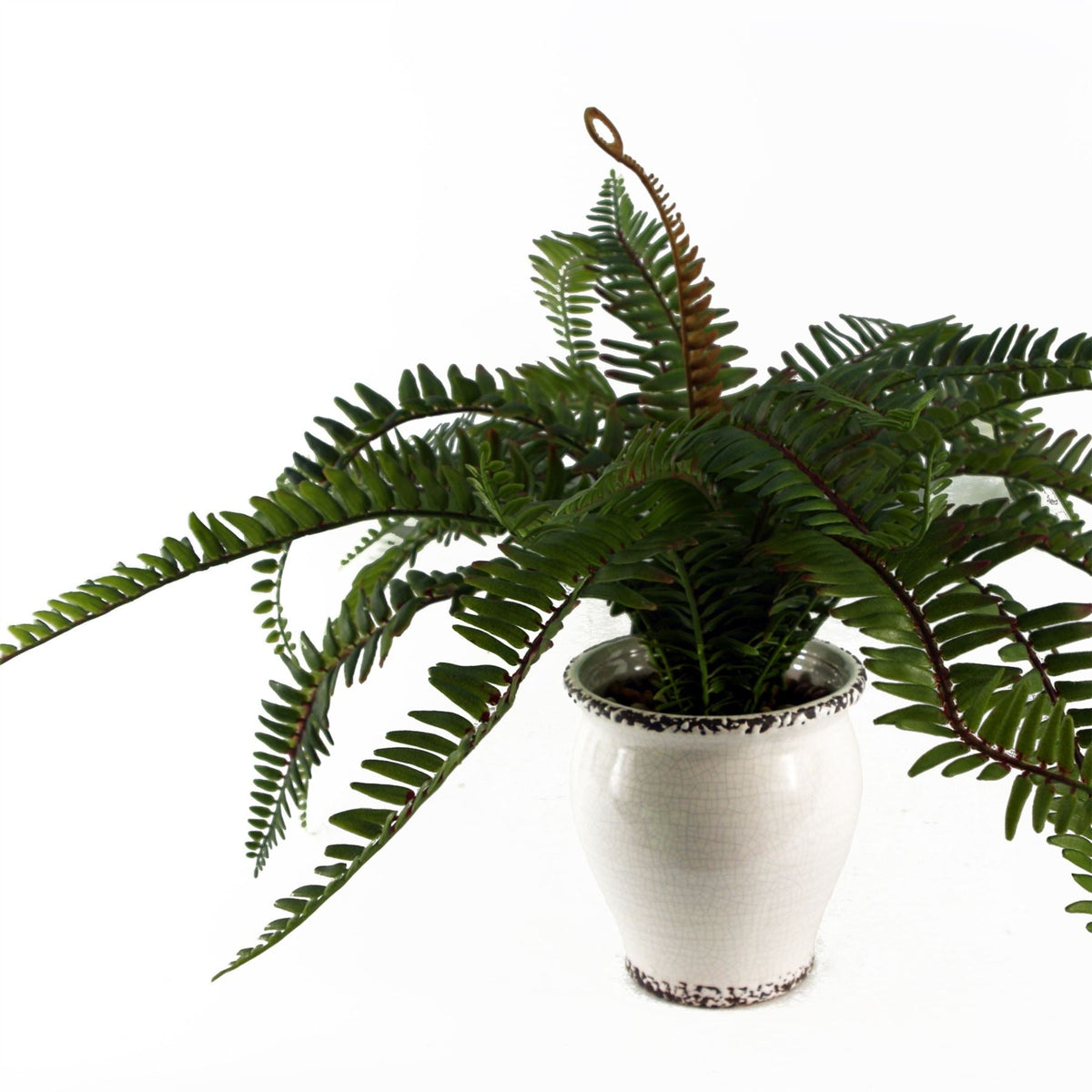 Arching Fern in Ceramic Planter - 40 cm - view 4