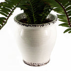 Arching Fern in Ceramic Planter - 40 cm - view 3
