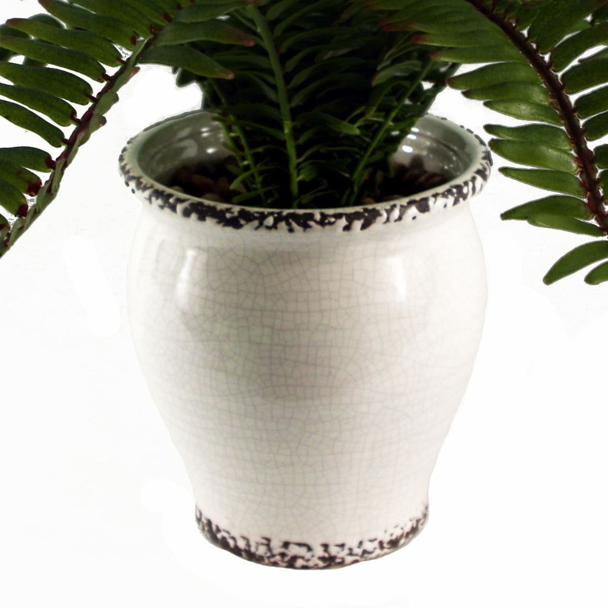 Arching Fern in Ceramic Planter - 40 cm - view 3