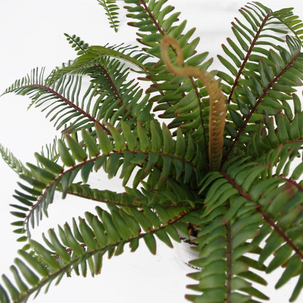 Arching Fern in Ceramic Planter - 40 cm - view 5