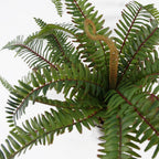 Arching Fern in Ceramic Planter - 40 cm - view 5