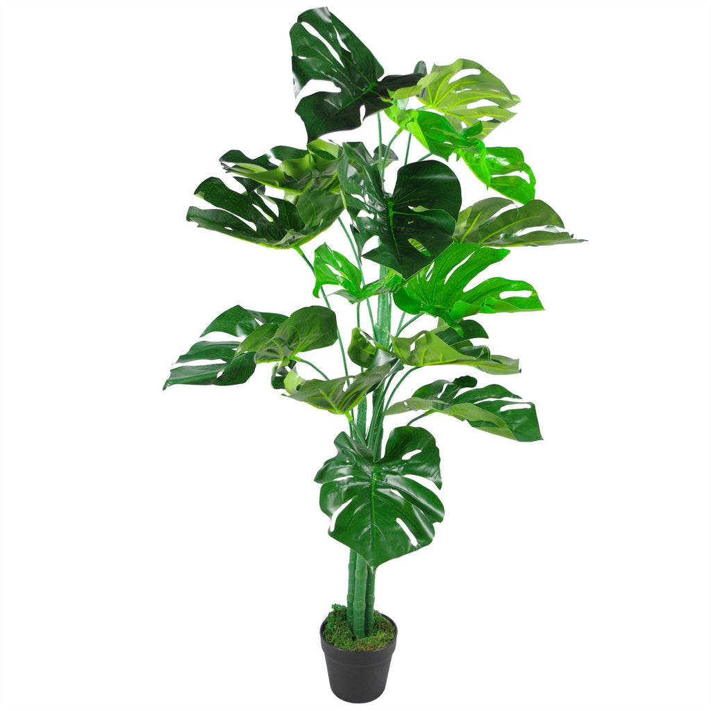 Split-Leaf Monstera Display Plant - 120 cm - view 2