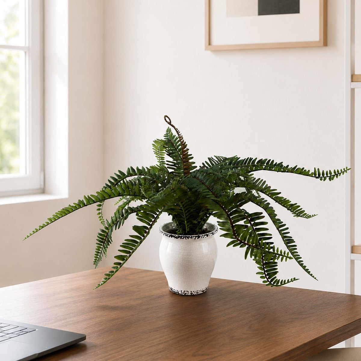 Arching Fern in Ceramic Planter - 40 cm - view 1