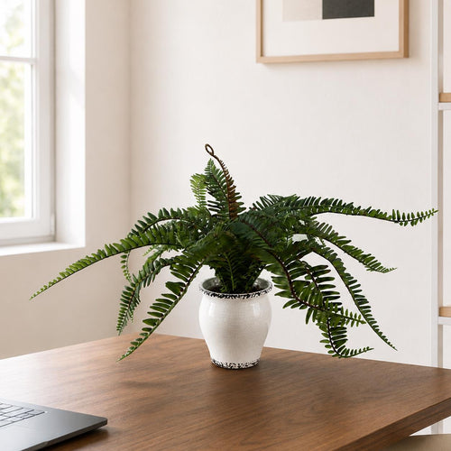 Arching Fern in Ceramic Planter - 40 cm - view 1