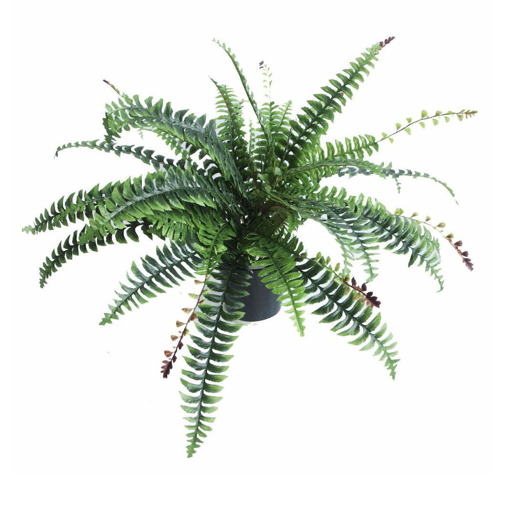 Fronded Boston Fern in Nursery Pot - 60 cm - view 2