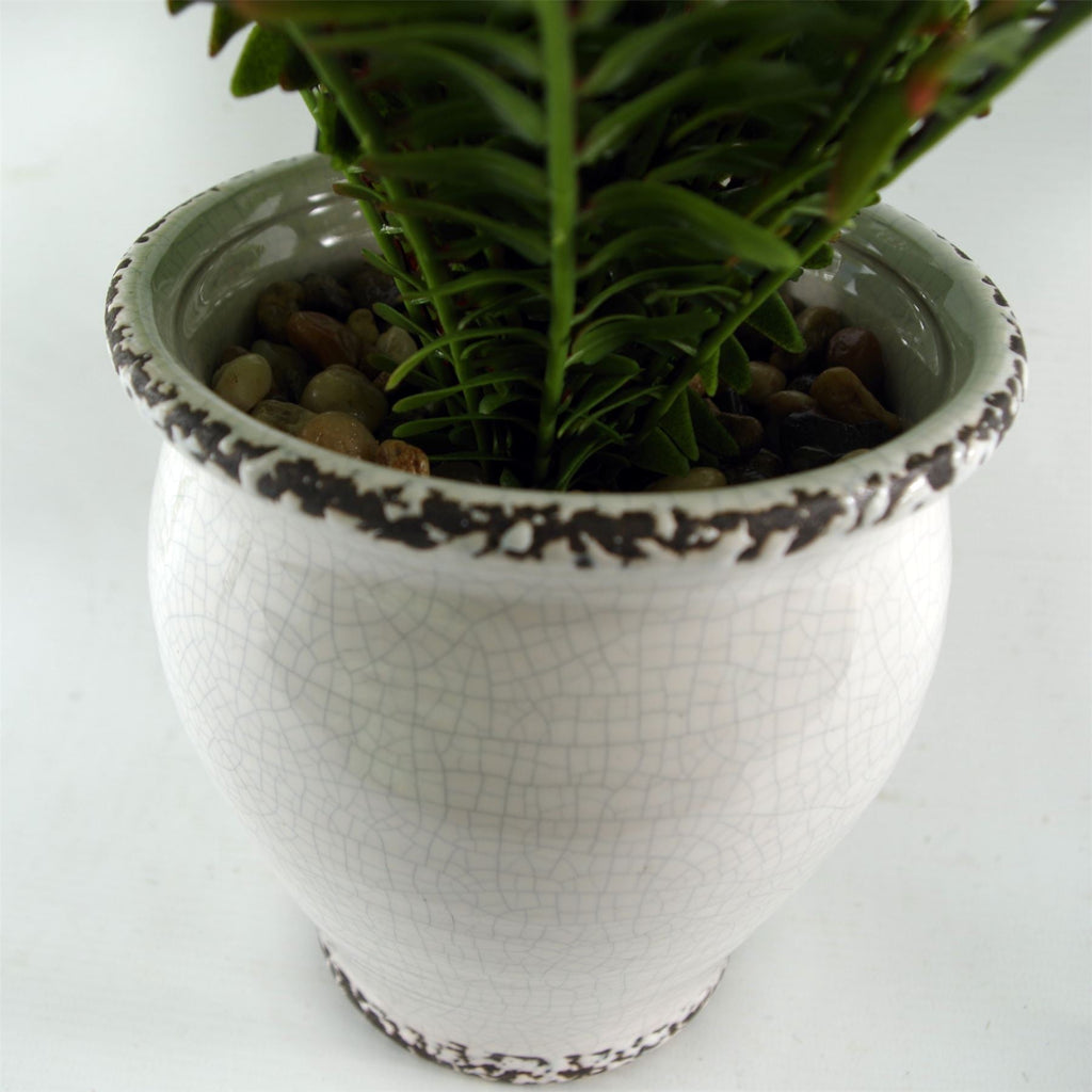 Arching Fern in Ceramic Planter - 40 cm - view 7