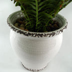 Arching Fern in Ceramic Planter - 40 cm - view 7