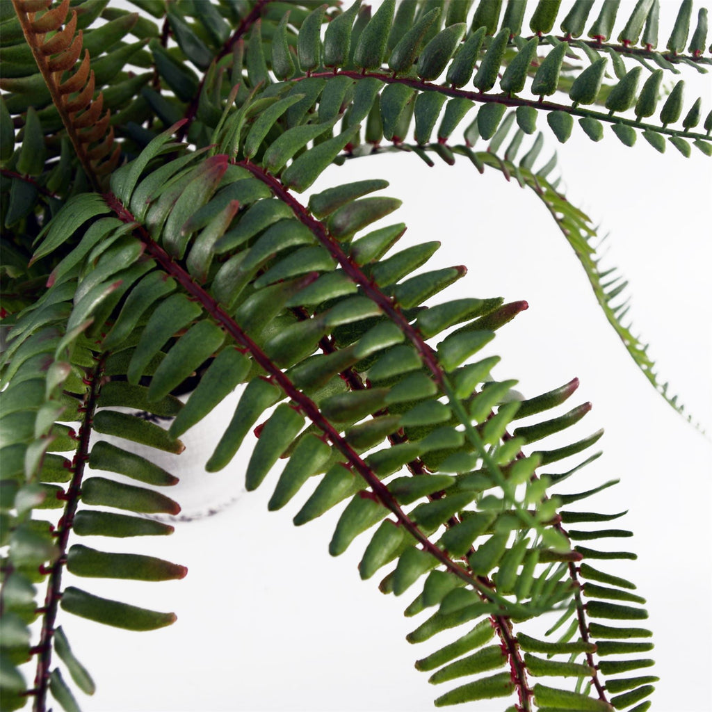 Arching Fern in Ceramic Planter - 40 cm - view 8