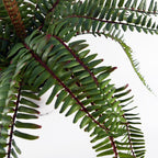 Arching Fern in Ceramic Planter - 40 cm - view 8