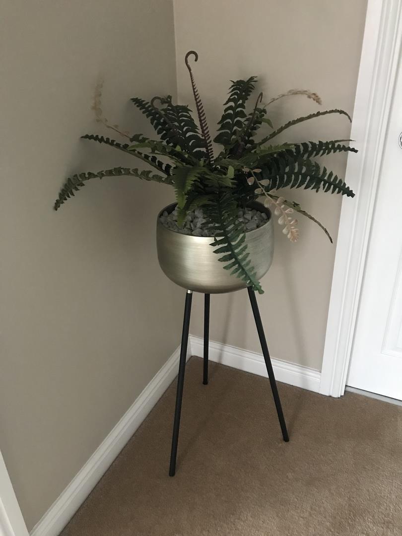 Fronded Boston Fern in Nursery Pot - 60 cm - view 6