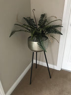 Fronded Boston Fern in Nursery Pot - 60 cm - view 6