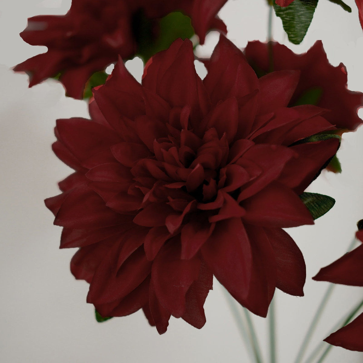 Wine Dahlia Flower Bushes - Set of 2 - view 9