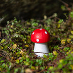 Little Redcap Wood Mushroom - 3.5 cm - view 1
