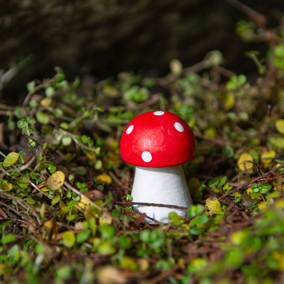 Little Redcap Wood Mushroom - 3.5 cm - view 1