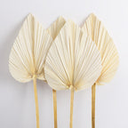 Dried Fan Palm Accent Leaf - view 2