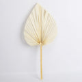 Dried Fan Palm Accent Leaf - view 3