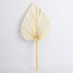 Dried Fan Palm Accent Leaf - view 3