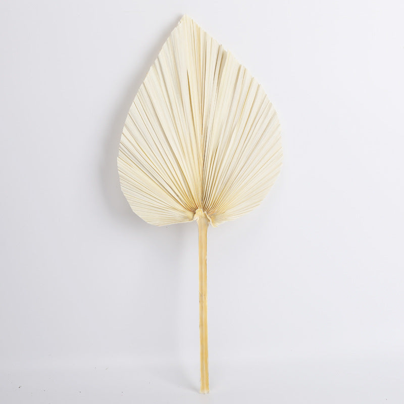 Dried Fan Palm Accent Leaf - view 3