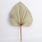 Dried Fan Palm Accent Leaf - view 4