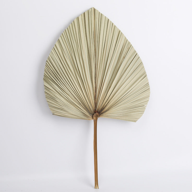 Dried Fan Palm Accent Leaf - view 4