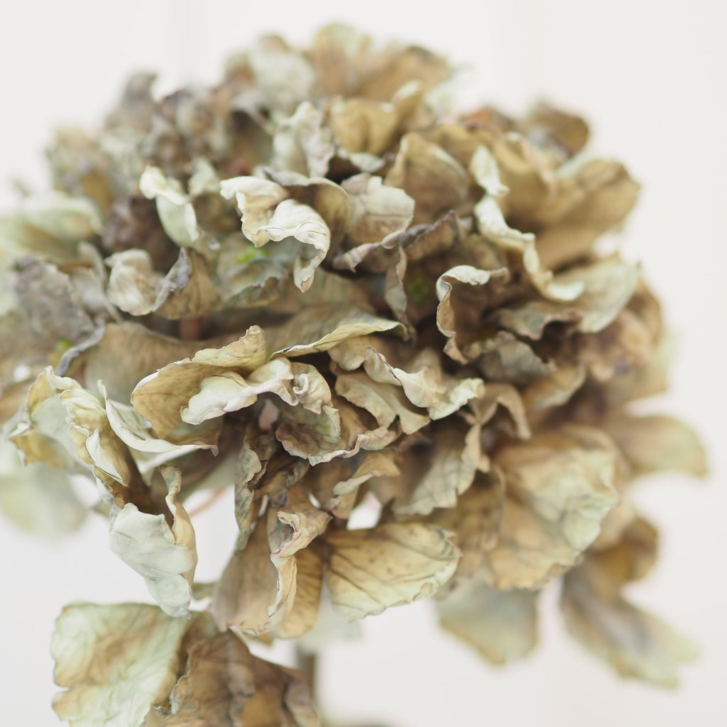 Muted Green Hydrangea Display Stem - 52 cm - view 3