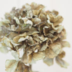 Muted Green Hydrangea Display Stem - 52 cm - view 3