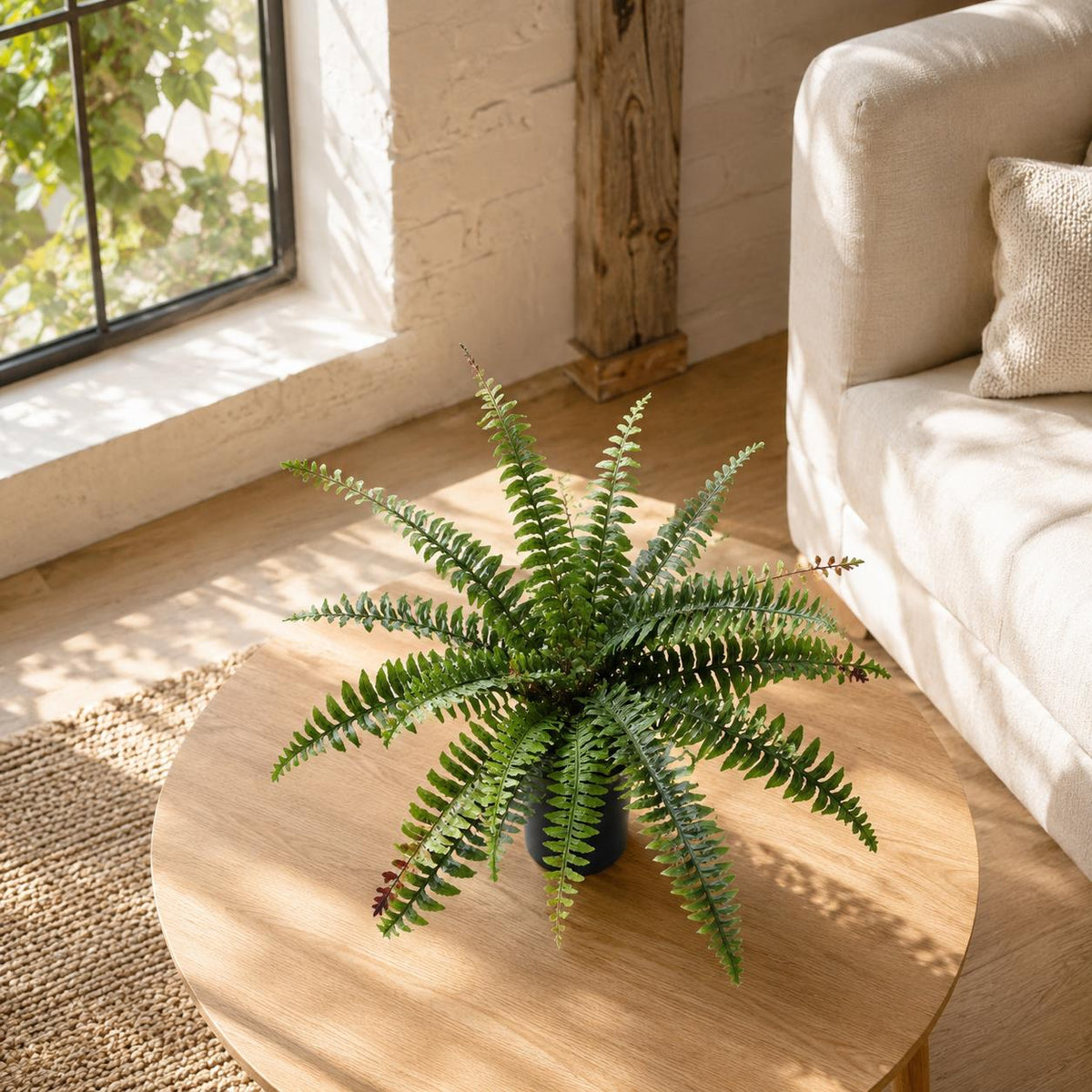Fronded Boston Fern in Nursery Pot - 60 cm - view 1