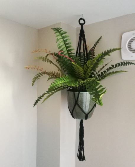 Fronded Boston Fern in Nursery Pot - 60 cm - view 5