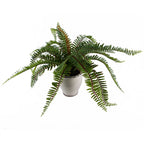 Arching Fern in Ceramic Planter - 40 cm - view 6