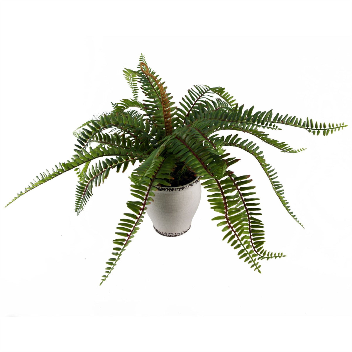 Arching Fern in Ceramic Planter - 40 cm - view 6