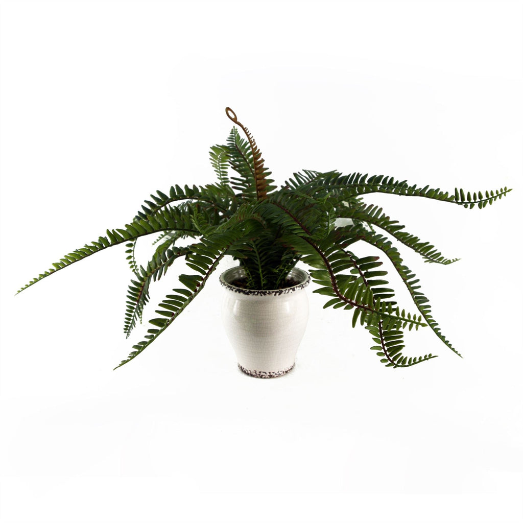 Arching Fern in Ceramic Planter - 40 cm - view 2