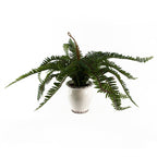 Arching Fern in Ceramic Planter - 40 cm - view 2