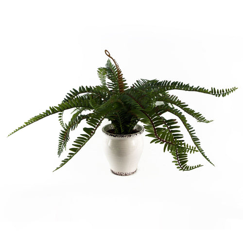 Arching Fern in Ceramic Planter - 40 cm - view 2